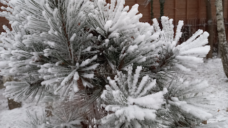 Ośnieżona gałązka sosnowa