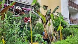 Zdjęcie ogródka z palmami i bananowcami