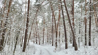 Zdjęcie przedstawiające zaśnieżoną drogę leśną, Kampinos luty 2023