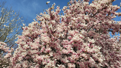 Zdjęcie przedstawiające obsypaną kwiatami magnolię w ogrodzie botanicznym w Powsinie