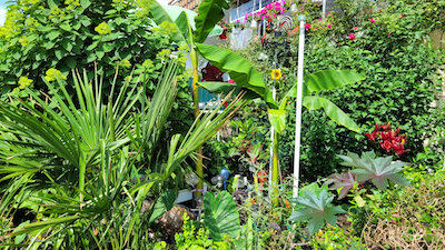 Bananowce i palmy w przydomowym ogródku na Ursynowie