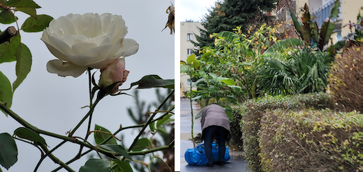 Zdjęcie białej róży i osoby porządkującej ogród