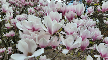 Zdjęcie kwitnącej magnolii