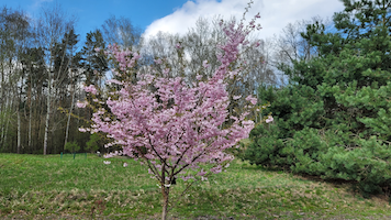 Zdjęcie przedstawiające kwitnące drzewo wiśni, Powsin 2023