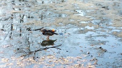 Kaczka w Łazienkach