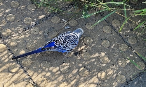 Zdjęcie niebieskiej papużki falistej